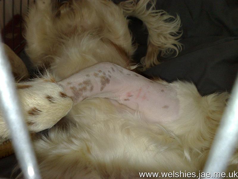 2009-09-24 07.jpg - Where's my lovely fur gone?